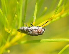 Stomorhina