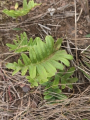 Polypodioideae