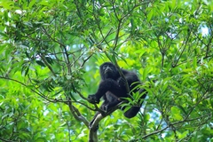 Alouatta pigra