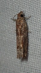 Crocidosema plebejana