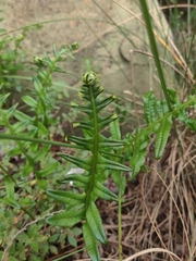 Polypodioideae