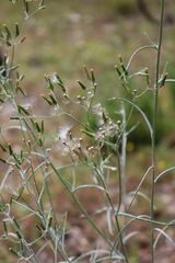 Senecio quadridentatus