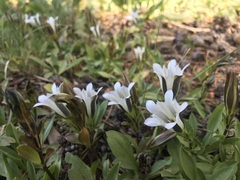 Gentiana newberryi tiogana
