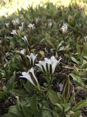 Gentiana newberryi tiogana