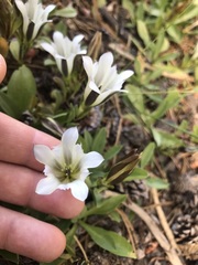 Gentiana newberryi tiogana