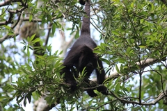 Alouatta pigra