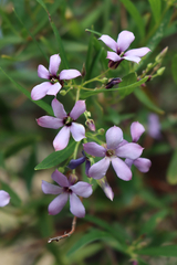 Billardiera cymosa