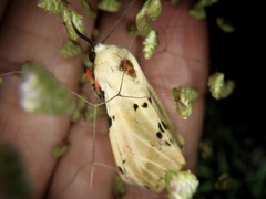 Spilarctia seriatopunctata