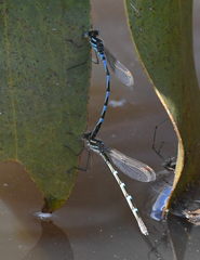 Austrolestes annulosus