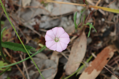 Convolvulus remotus
