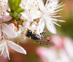 Crabroninae