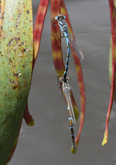 Austrolestes annulosus