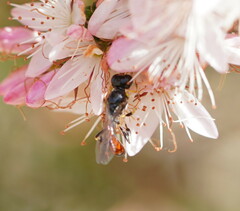 Crabroninae