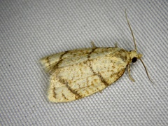 Tortrix sinapina