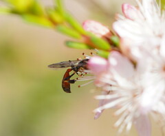 Crabroninae