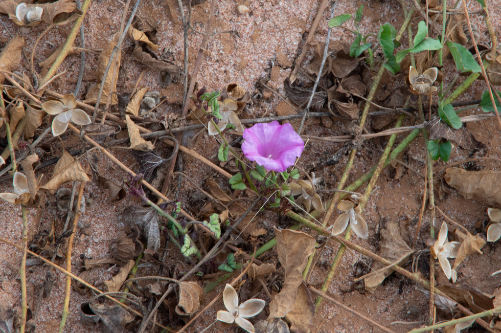 Poison Morning Glory from Unincorp. Far North, South Australia