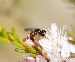 Crabroninae