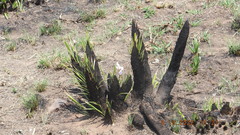 Xerophyta retinervis