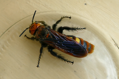 Megascolia maculata