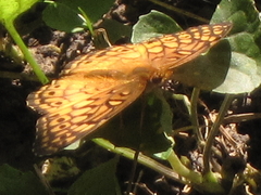 Euptoieta claudia