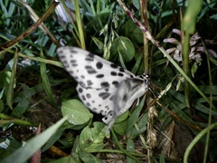 Antipercnia albinigrata