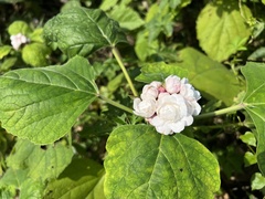 Clerodendrum chinense