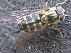 Dasysyrphus bilineatus