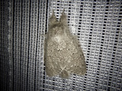 Cnethodonta grisescens