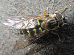 Dasysyrphus bilineatus