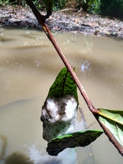 Chiromantis rufescens