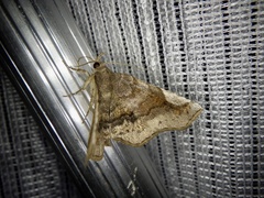 Pangrapta perturbans