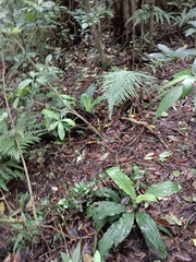 Calanthe triplicata