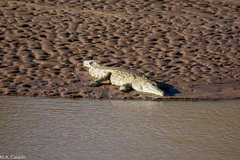 Crocodylus niloticus