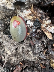 Triboniophorus graeffei