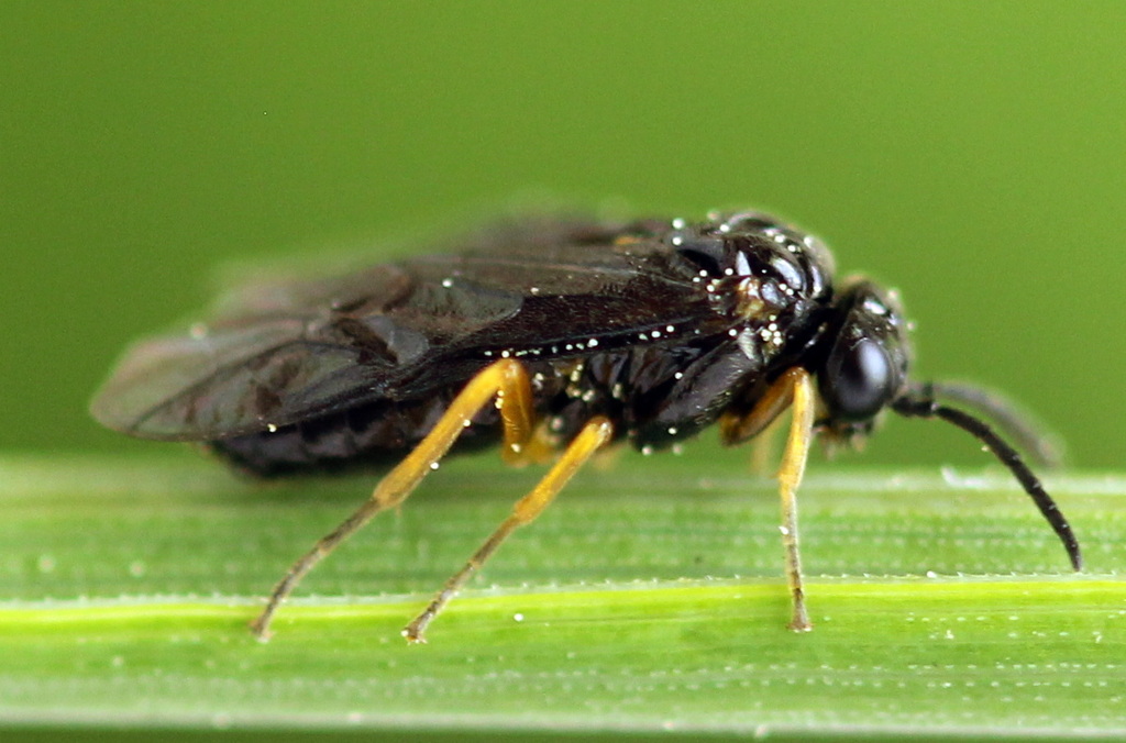 Nesoselandria