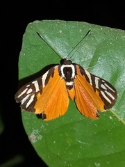 Symmachia rubina