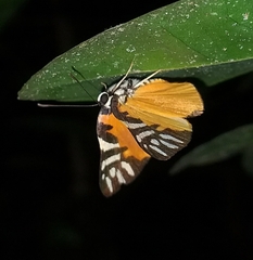 Symmachia rubina