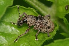 Metapocyrtus adspersus