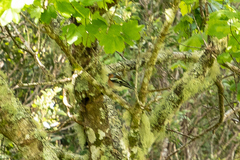 Fringilla coelebs gengleri