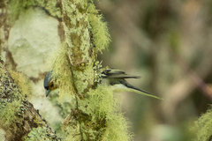 Fringilla coelebs gengleri