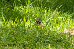 Fringilla coelebs gengleri