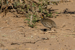 Pternistis leucoscepus