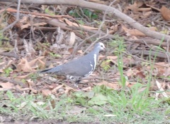 Leucosarcia melanoleuca