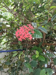 Ixora coccinea
