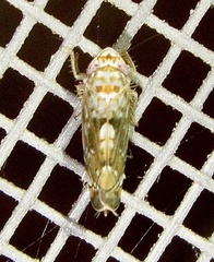 Scaphoideus
