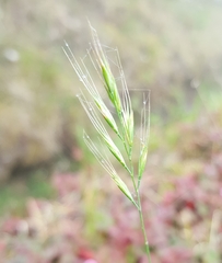 Festuca bromoides