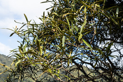 Pseudopanax crassifolius