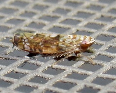 Scaphoideus