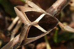 Chalciope mygdon
