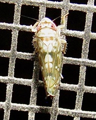 Scaphoideus